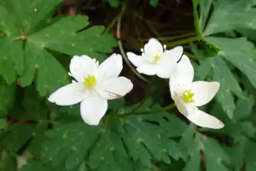 ニリンソウ・西山峠から草戸山