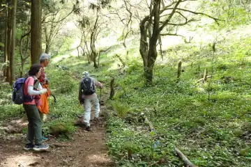 西山峠のニリンソウ群生地