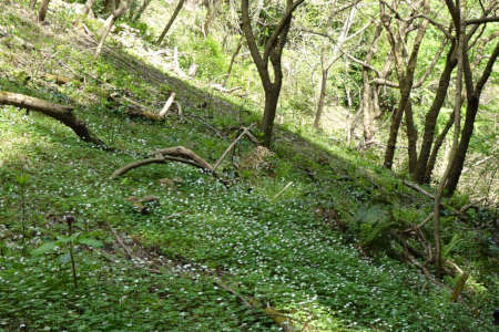 西山峠から草戸山・斜面の白く染めるニリンソウ