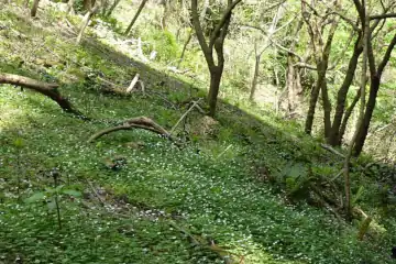 西山峠のニリンソウ群生地