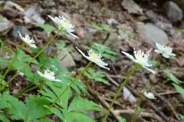 ニリンソウ・西山峠から草戸山