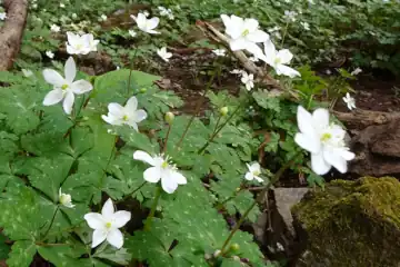 ニリンソウ・西山峠から草戸山
