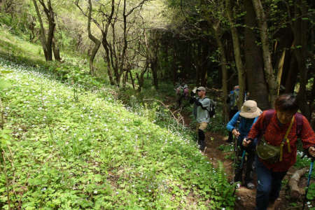 西山峠から草戸山・咲き競うニリンソウとヤマブキソウ