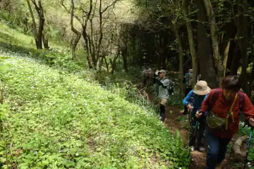 西山峠のニリンソウ群生地
