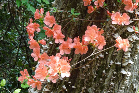 ヤマツツジ・西山峠から草戸山