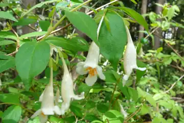 ツクバネウツギ・西山峠から草戸山