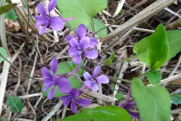 ミョウジンスミレ・西山峠から草戸山