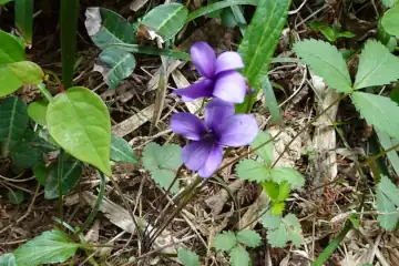 ミョウジンスミレ・西山峠から草戸山
