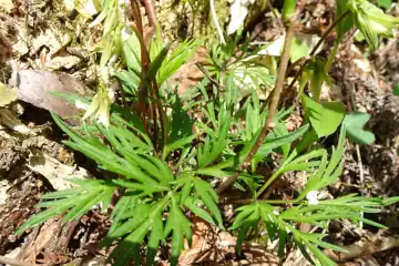 ヒゴスミレ・西山峠から草戸山