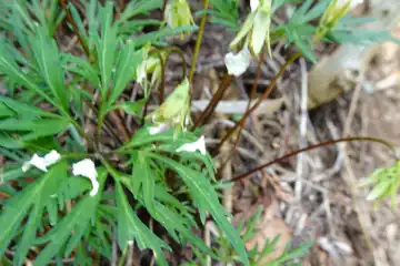 ヒゴスミレ・西山峠から草戸山
