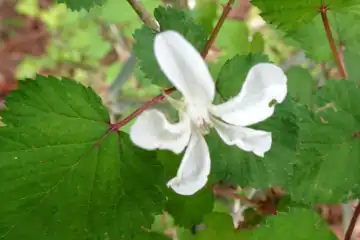 ニガイチゴ・西山峠から草戸山