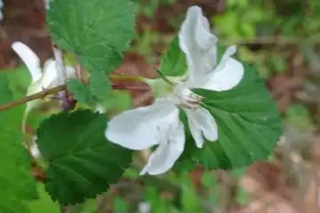 ニガイチゴ・西山峠から草戸山