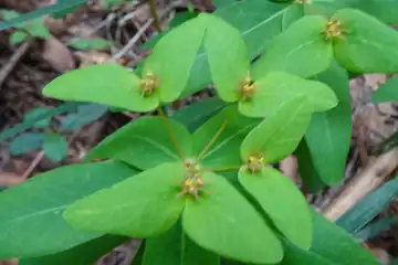ナツトウダイ・西山峠から草戸山