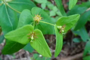 ナツトウダイ・西山峠から草戸山
