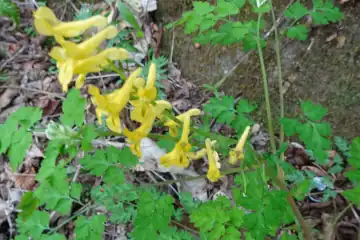 ミヤマケマン・西山峠から草戸山