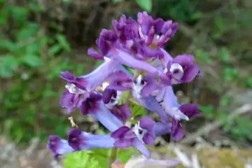 ムラサキケマン・西山峠から草戸山