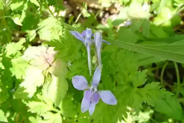 セリバオウレン・西山峠から草戸山