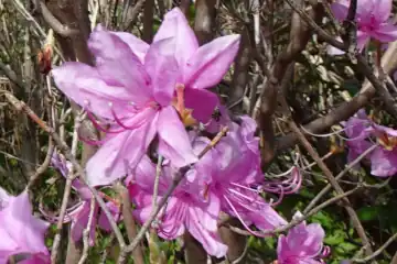 ミツバツツジ・西山峠から草戸山