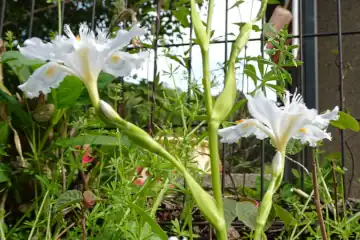 シャガ・西山峠から草戸山