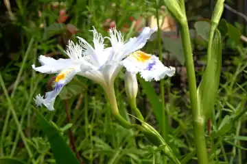 シャガ・西山峠から草戸山
