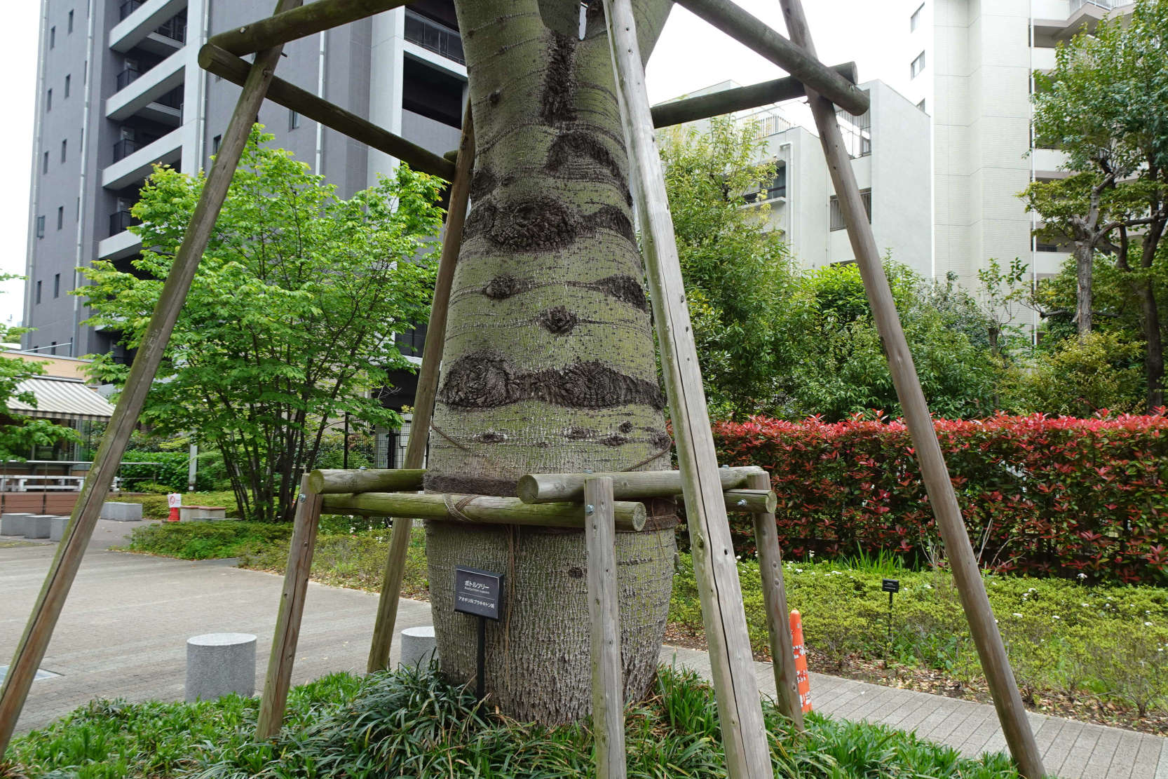 東京都品川区・珍しい街路樹はボトルツリー