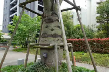 街路樹はボトルツリー