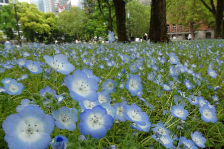ネモフィラ・千代田区日比谷公園