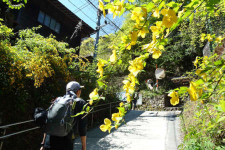 奥ノ院峰、鍋割山、上高岩山・ヤマブキの花が咲く急坂