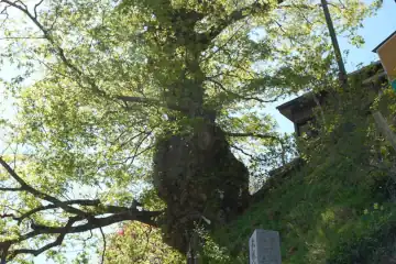 御岳山の神代ケヤキ