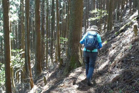 奥ノ院峰、鍋割山、上高岩山・樹林帯の中を巻いて