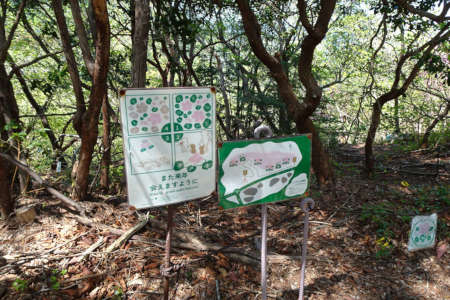 奥ノ院峰、鍋割山、上高岩山・イワウチワの群生地