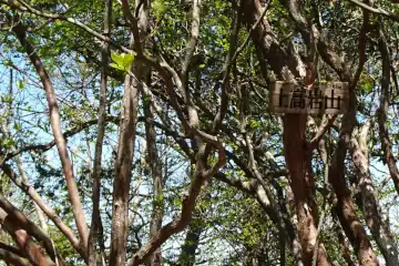 上高岩の山頂