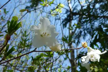 上高岩山のシロヤシオ