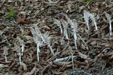 ヤマウツボ・奥ノ院峰、鍋割山、上高岩山