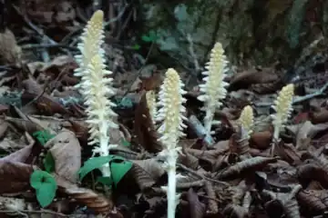 御岳山のヤマウツボ