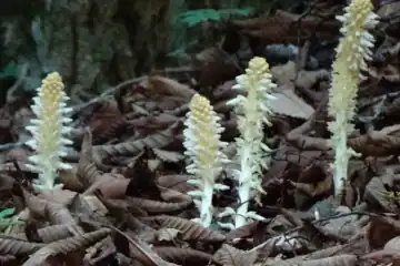 ヤマウツボ・奥ノ院峰、鍋割山、上高岩山