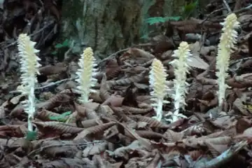 ヤマウツボ・奥ノ院峰、鍋割山、上高岩山