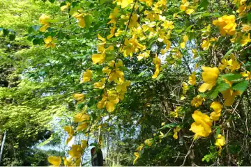 ヤマブキ・奥ノ院峰、鍋割山、上高岩山