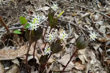 ヒトリシズカ・足和田山
