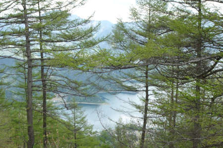 足和田山・落葉松の林の中に西湖
