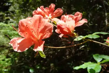 ヤマツツジ・十国峠