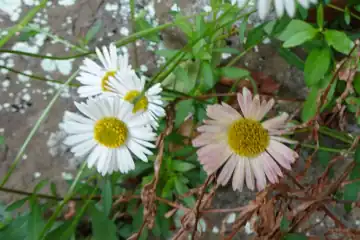 ペラペラヨメナ・熱海市