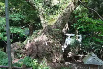 来宮神社の第２大楠