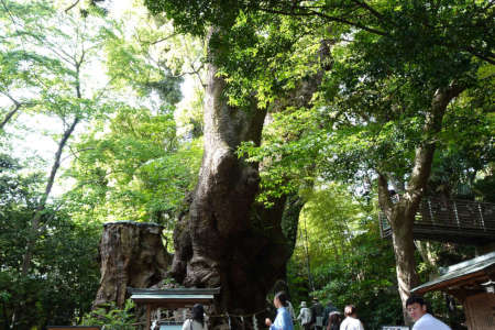 来宮神社の拝殿の裏に大楠