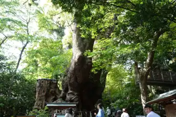 来宮神社の拝殿奥に大楠