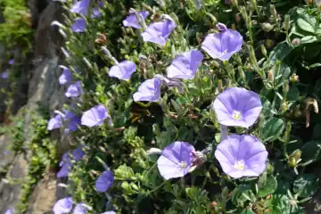 セイヨウヒルガオ