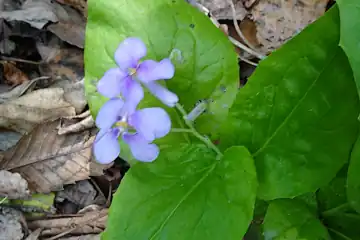 ムラサキハナナ