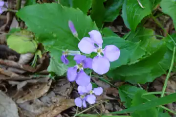 ムラサキハナナ
