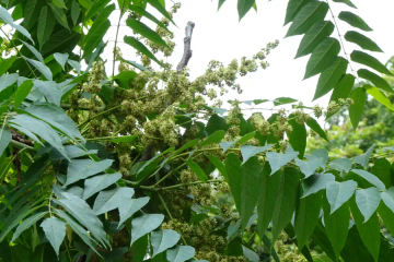 ニワウルシ