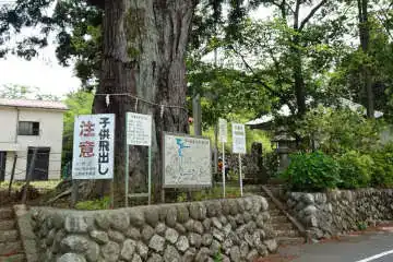 吾妻神社の大杉